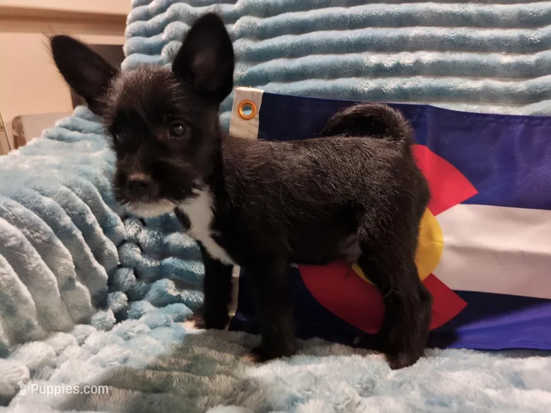 Boy 1, a male Miniature Schnauzer and Pomeranian for sale in Denver, CO – Photo 1 of 1