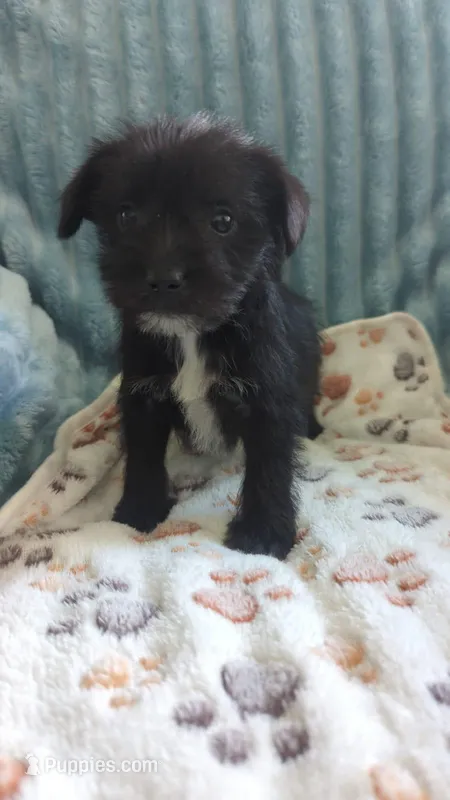 Boy 3, a male Miniature Schnauzer and Pomeranian for sale in Denver, CO – Photo 1 of 3