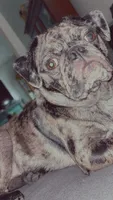 Gunner, a male Pug for sale in Monetta, SC – 1 of 2