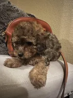 Lana , a female Poodle - Toy  and Poodle - Miniature  for sale in Chowchilla, CA – Photo 3 of 3