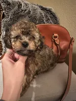 Lana , a female Poodle - Toy  and Poodle - Miniature  for sale in Chowchilla, CA – Photo 2 of 3