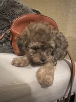 Lana , a female Poodle - Toy  and Poodle - Miniature  for sale in Chowchilla, CA – Photo 1 of 3