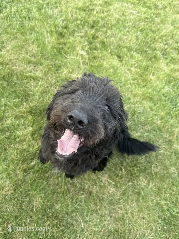 Oreo – Aussiedoodle, Goldendoodle puppy for sale in Elmhurst, IL