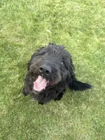 Oreo, a male Aussiedoodle and Goldendoodle for sale in Elmhurst, IL – 1 of 2