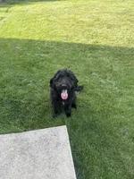 Oreo, a male Aussiedoodle and Goldendoodle for sale in Elmhurst, IL – 2 of 2