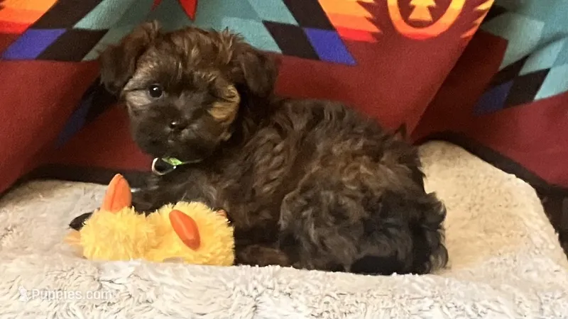 Timber – Shih Tzu, Yorkshire Terrier puppy for sale in Glenwood Springs, CO