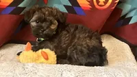 Timber, a male Shih Tzu and Yorkshire Terrier for sale in Glenwood Springs, CO – 1 of 1