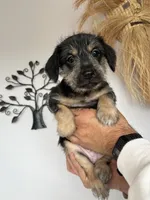 Benji , a male Xoloitzcuintli for sale in Salinas, CA – 2 of 3