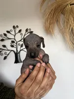 Bistec, a male Xoloitzcuintli for sale in Salinas, CA – 3 of 3