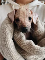 Kiwi, a female Xoloitzcuintli for sale in Salinas, CA – 3 of 3