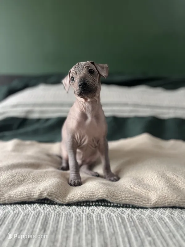 Bistec – Xoloitzcuintli puppy for sale in Salinas, CA