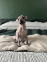 Bistec, a male Xoloitzcuintli for sale in Salinas, CA – 1 of 3