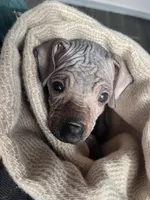 Bistec, a male Xoloitzcuintli for sale in Salinas, CA – 2 of 3