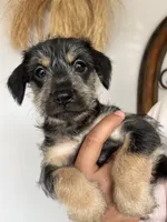 Benji , a male Xoloitzcuintli for sale in Salinas, CA – 3 of 3