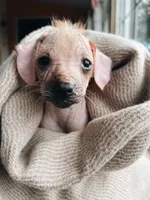 Kiwi, a female Xoloitzcuintli for sale in Salinas, CA – 2 of 3