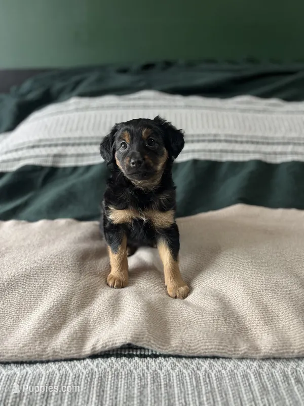 Betty Spaghetti  – Xoloitzcuintli puppy for sale in Salinas, CA