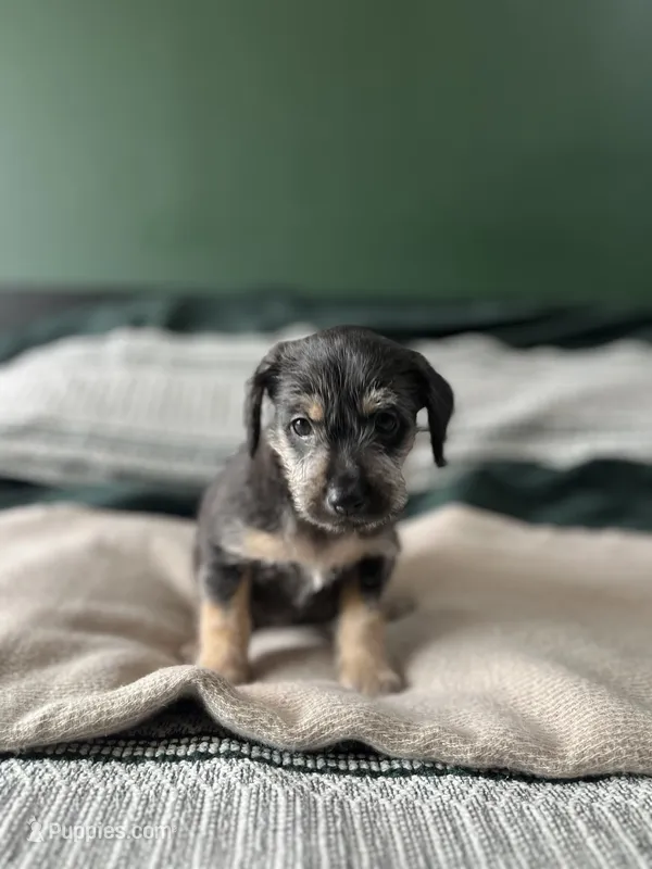 Benji  – Xoloitzcuintli puppy for sale in Salinas, CA