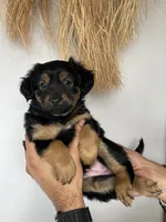 Betty Spaghetti , a female Xoloitzcuintli for sale in Salinas, CA – 3 of 3