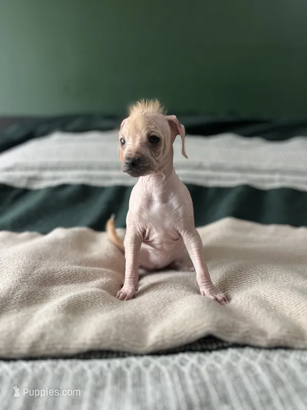 Kiwi – Xoloitzcuintli puppy for sale in Salinas, CA