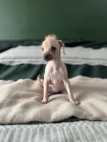 Kiwi, a female Xoloitzcuintli for sale in Salinas, CA – 1 of 3