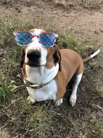 Piper, a female Basset Hound for sale in Weatherford, TX – Photo 2 of 3