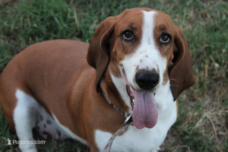 Piper, a female Basset Hound for sale in Weatherford, TX – Photo 1 of 3