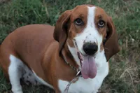 Piper, a female Basset Hound for sale in Weatherford, TX – Photo 1 of 3