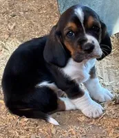 AKC Walter, a male Basset Hound for sale in Weatherford, TX – Photo 1 of 2