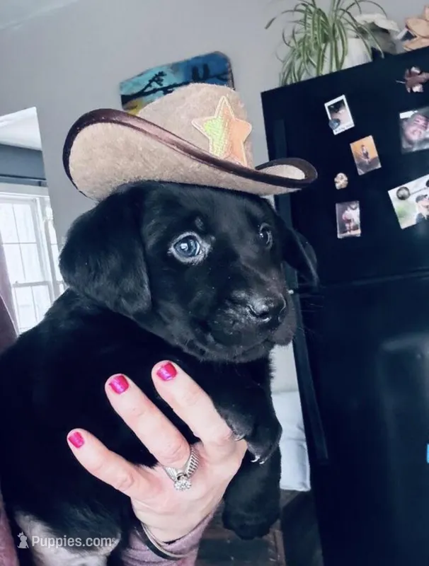Nova – Labrador Retriever puppy for sale in West Branch, MI