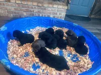 Miles, a male Labrador Retriever for sale in West Branch, MI – 9 of 10