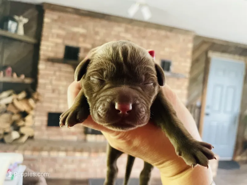 Rocco – Labrador Retriever puppy for sale in West Branch, MI