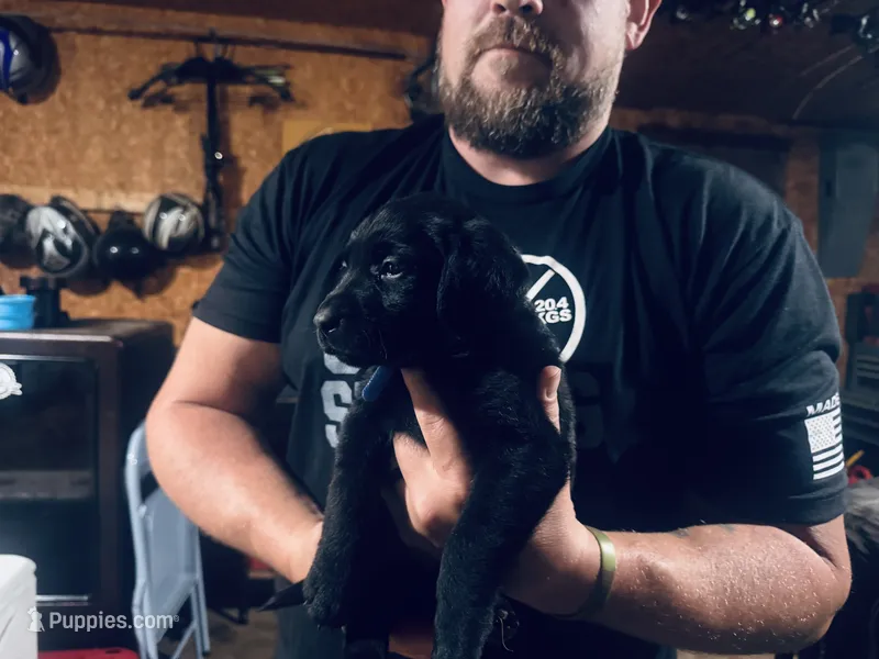 Nova – Labrador Retriever puppy for sale in West Branch, MI