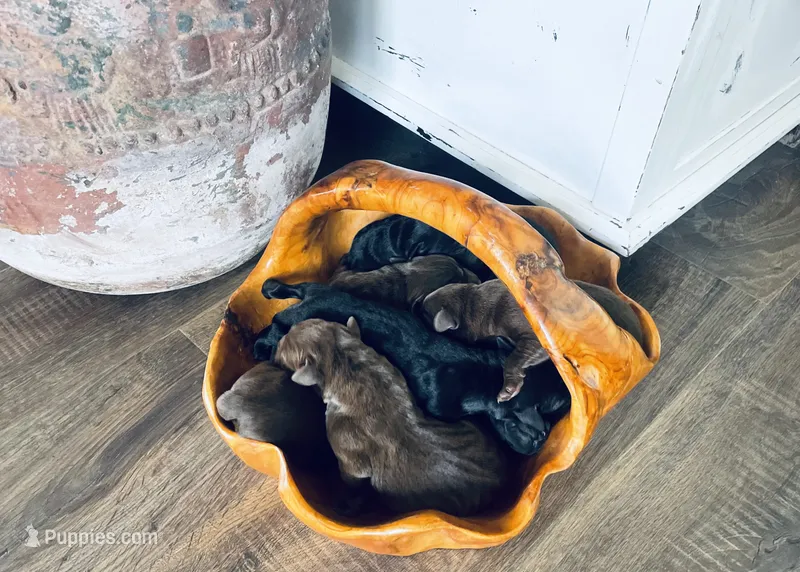 Rocco – Labrador Retriever puppy for sale in West Branch, MI