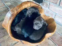 Nova, a female Labrador Retriever for sale in West Branch, MI – 3 of 7