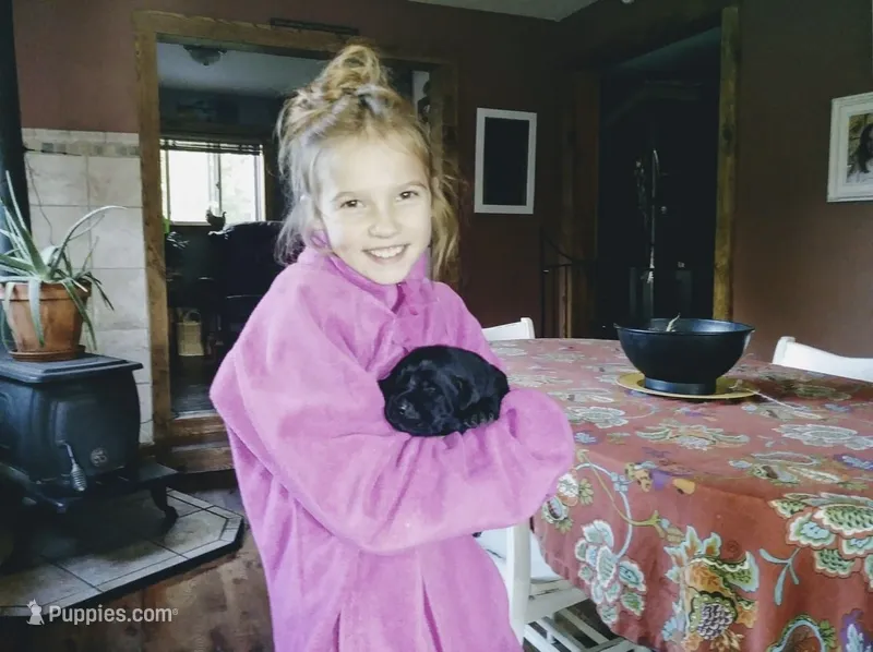 Miles – Labrador Retriever puppy for sale in West Branch, MI