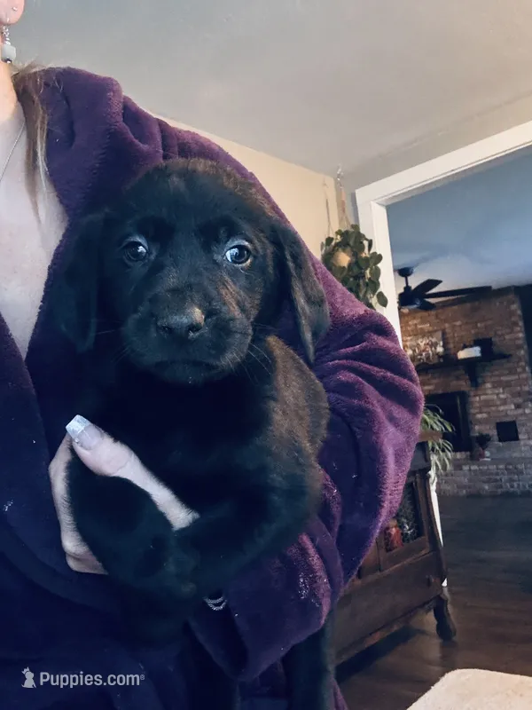 Nova – Labrador Retriever puppy for sale in West Branch, MI