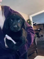 Nova, a female Labrador Retriever for sale in West Branch, MI – 5 of 7
