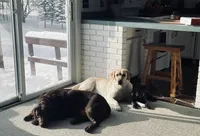 Miles, a male Labrador Retriever for sale in West Branch, MI – 2 of 5