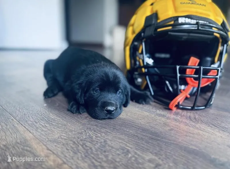 Nova – Labrador Retriever puppy for sale in West Branch, MI
