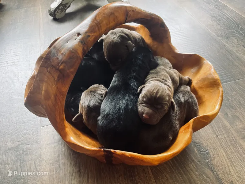 Layla – Labrador Retriever puppy for sale in West Branch, MI