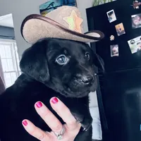 Brady, a male Labrador Retriever for sale in West Branch, MI – Photo 2 of 10