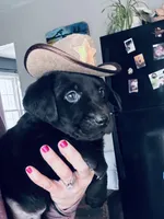 Rocco, a male Labrador Retriever for sale in West Branch, MI – Photo 2 of 10