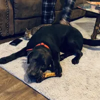 Brady, a male Labrador Retriever for sale in West Branch, MI – Photo 7 of 10