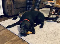 Rocco, a male Labrador Retriever for sale in West Branch, MI – Photo 7 of 10