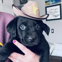 Brady, a male Labrador Retriever for sale in West Branch, MI – Photo 10 of 10