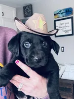 Rocco, a male Labrador Retriever for sale in West Branch, MI – Photo 10 of 10