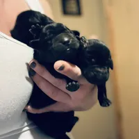 Brady, a male Labrador Retriever for sale in West Branch, MI – Photo 5 of 10