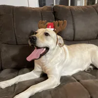 Brady, a male Labrador Retriever for sale in West Branch, MI – Photo 8 of 10