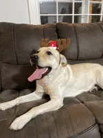 Rocco, a male Labrador Retriever for sale in West Branch, MI – Photo 8 of 10