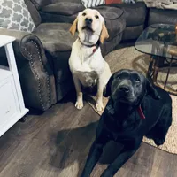 Brady, a male Labrador Retriever for sale in West Branch, MI – Photo 6 of 10